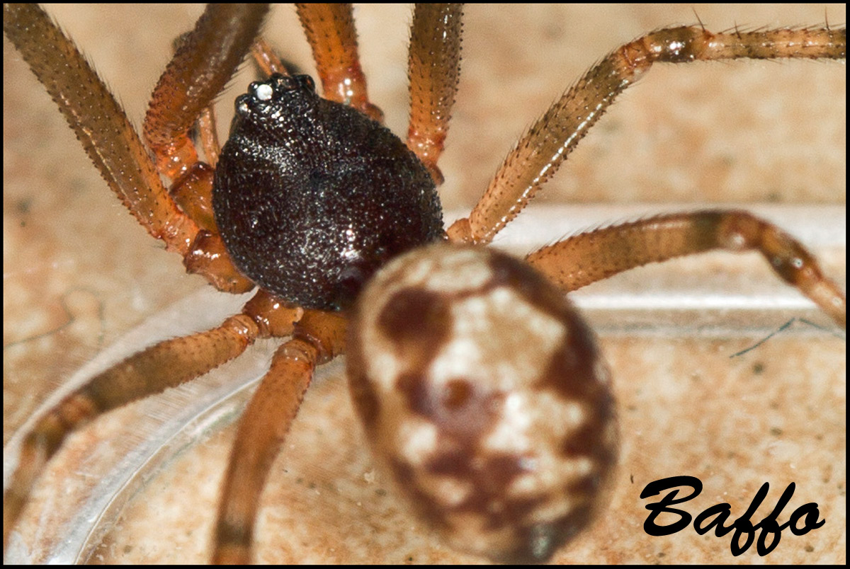 Oonopidae? No. maschio di Steatoda triangulosa - Trieste
